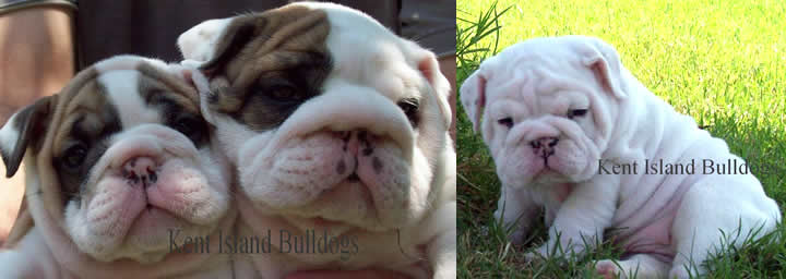 English bulldog puppies for sale
